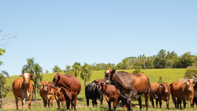 O cuidado com a carne começa na criação do gado