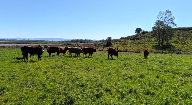 Quanto melhor a alimentação dos animais, melhor a sua carne