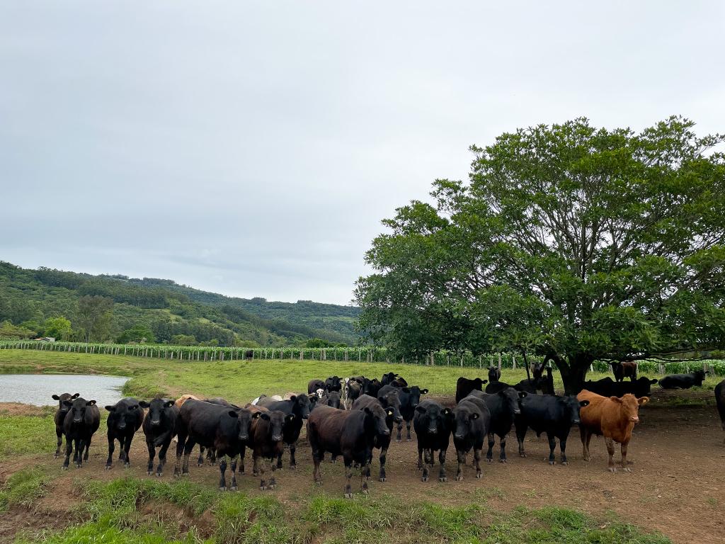 Angus PO (Puro de Origem).