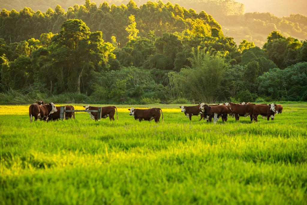 Você sabia que a alimentação do gado, está diretamente ligada à nossa saúde?