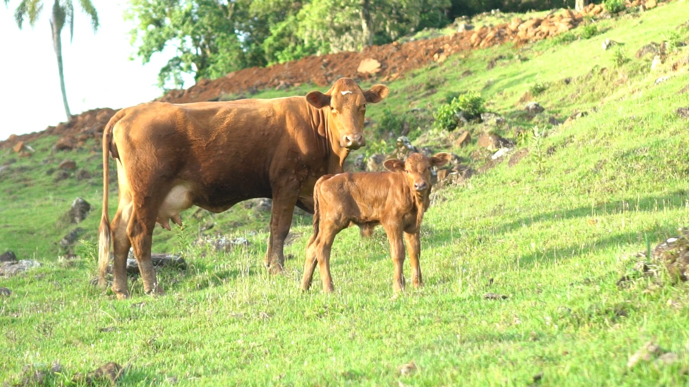 Tu sabe como fazemos o Manejo do gado?