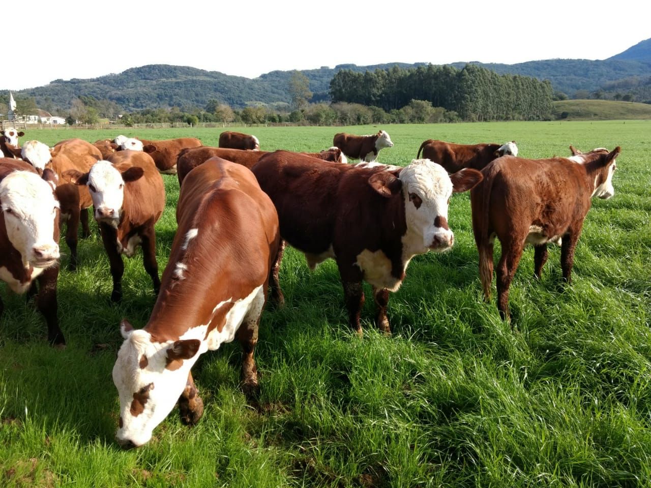 Tu sabe a diferença entre gado Taurino e Zebuíno?