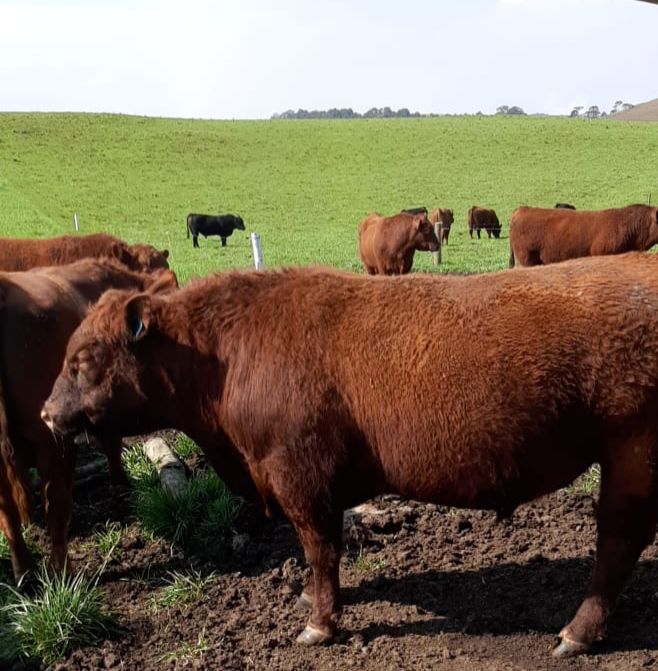 Lote de 26/05/2025 a 30/05/2025